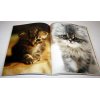 Котята - фотографии и рисунки