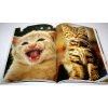 Котята - фотографии и рисунки
